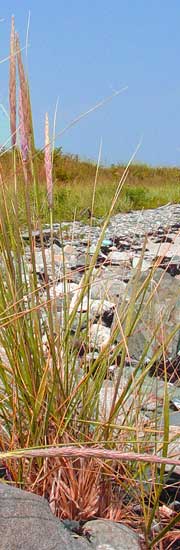Bel Mooney Rachel Carson