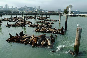 sea lions