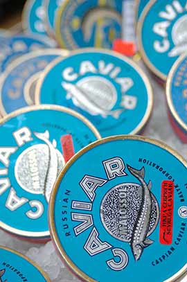 beluga St Petersburgh